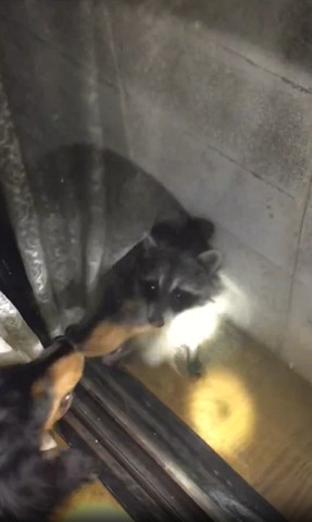 吠えられるアライグマ