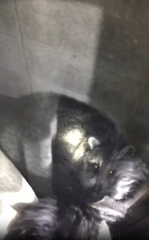 ワンコと見つめ合うアライグマ