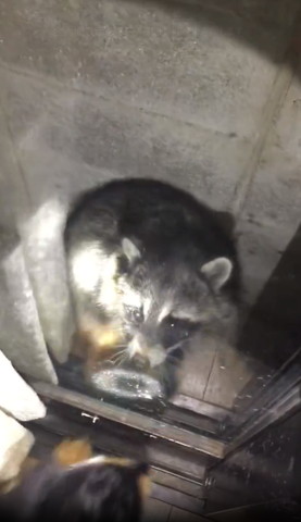 お座りしてワンコを見るアライグマ