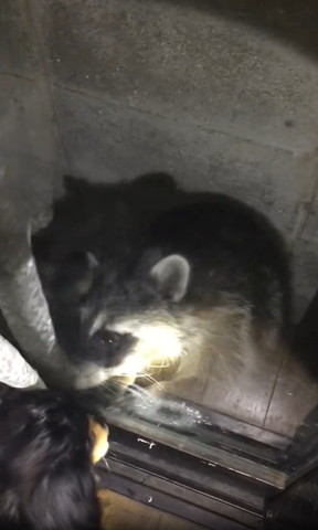 顏近づけるアライグマ