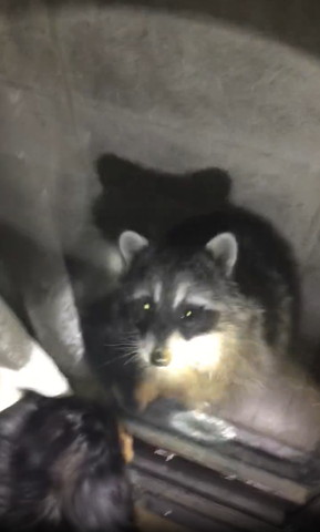 カメラ見上げるアライグマ