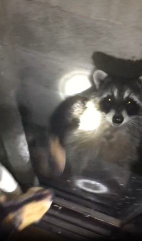 カメラ目線アライグマ