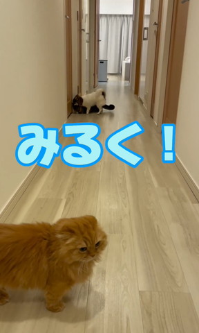 みるくテロップ