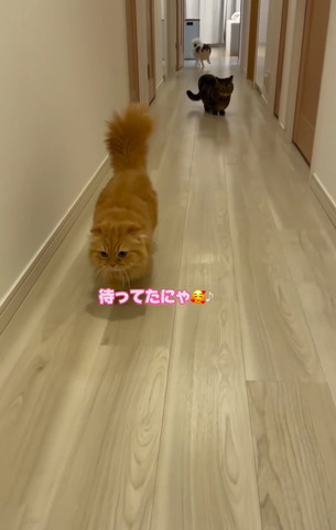 猫2匹と奥にワンコ