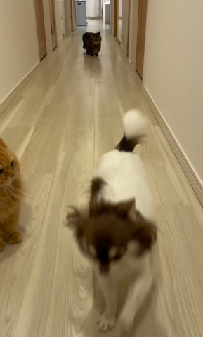 走ってくるワンコ