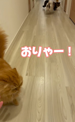 猫に飛びつこうとするワンコ