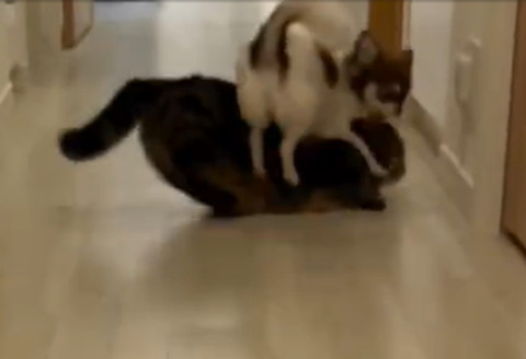 犬に乗っかられて倒れそうになる猫