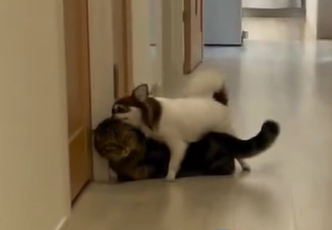 猫に乗っかるワンコ