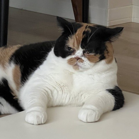 ムスッとしてる猫