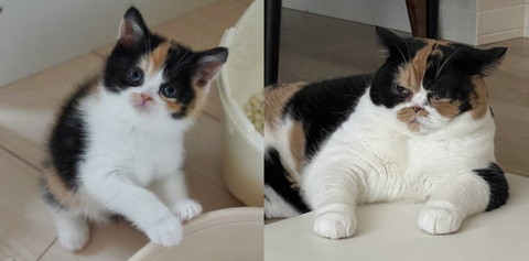 コラージュ写真