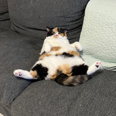 ソファでくつろぐ猫