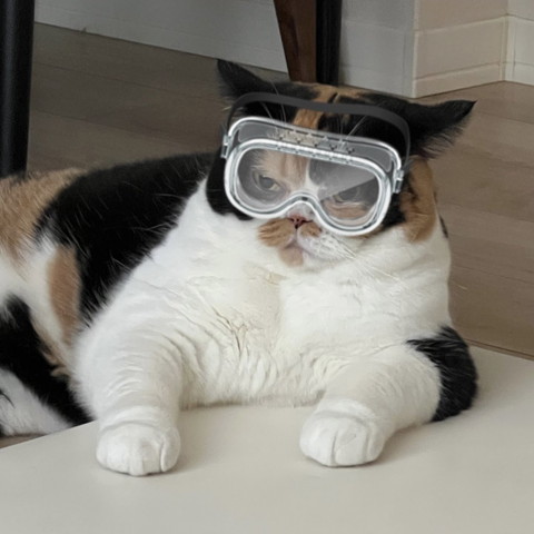 ゴーグルつけてる猫ちゃん