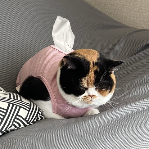 ティッシュボックスになりきる猫