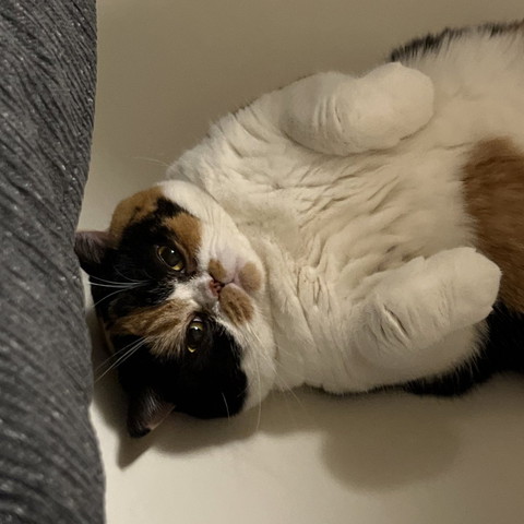 へそ天猫アップ