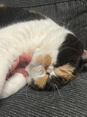 飼い主の手を前足で挟んでる猫