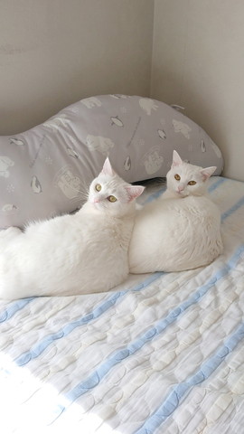 布団にいる猫たち