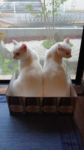 箱に入る猫たち