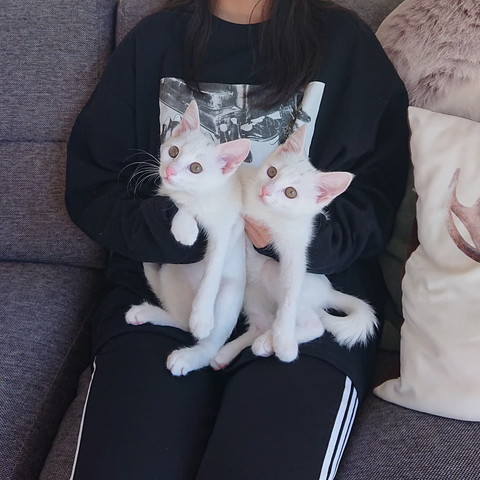 抱っこされる子猫たち