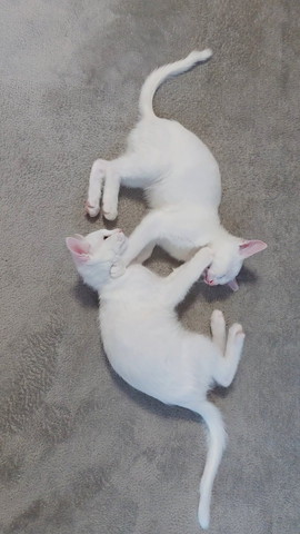 遊んでる子猫たち