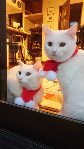 サンタコス猫たち