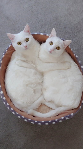 抱き合ってる猫たち