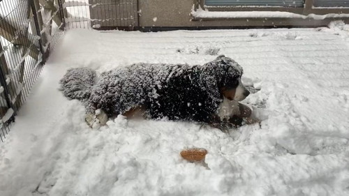 寝そべる犬