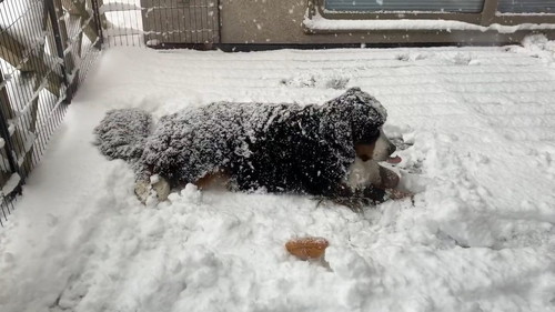 舌を出す犬