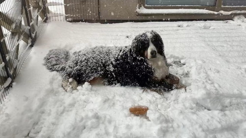 こちらを見る犬