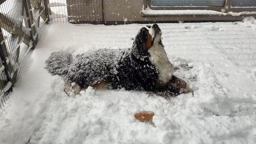 空を見上げる犬