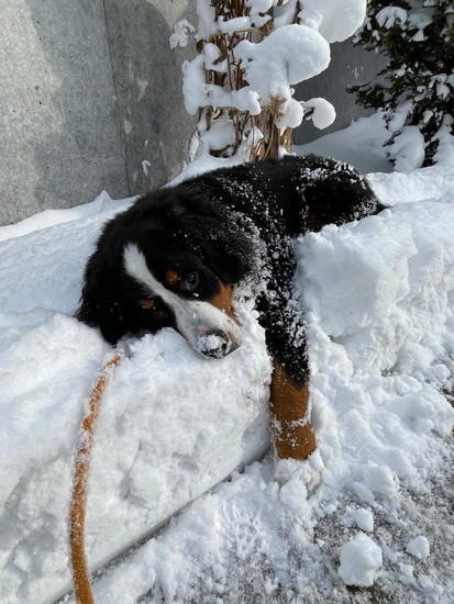 雪の中の犬