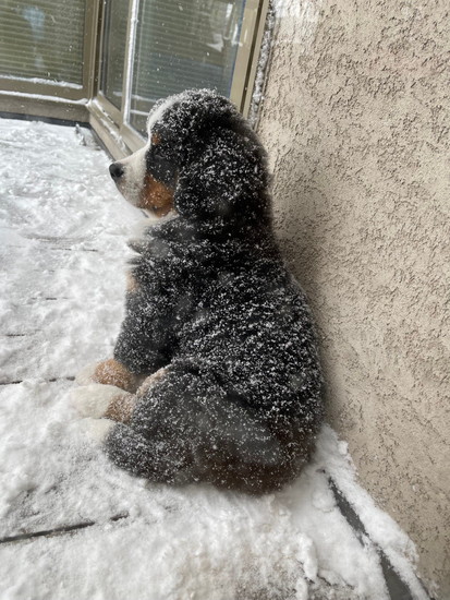 雪と子犬