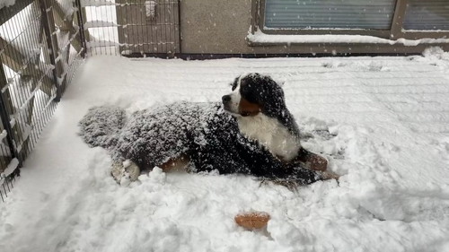 外で寝そべった犬
