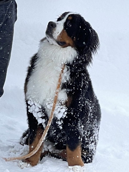 雪をつけた犬