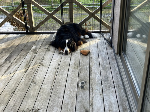 寝そべる犬