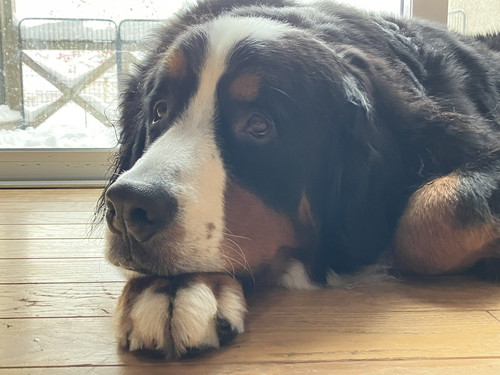 寝ている犬