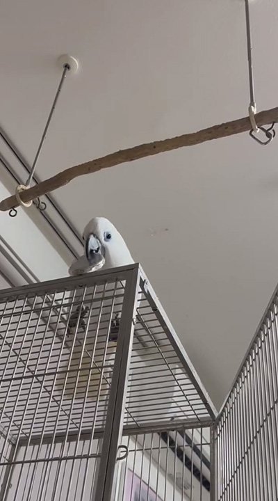 缶フタで遊ぶルリメ