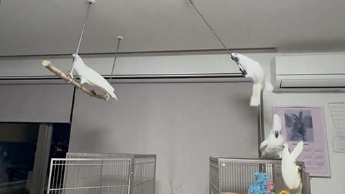 右のオウムさんが奥に行ったところ