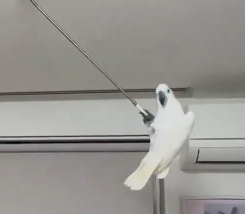 右のオウムさんアップ