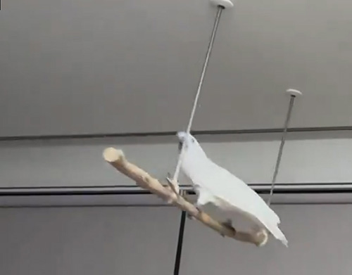 左のオウムさんアップ