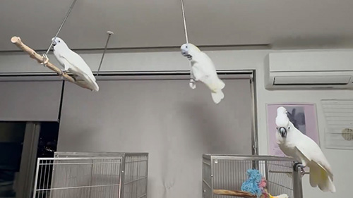 2羽とも手前に来ているところ