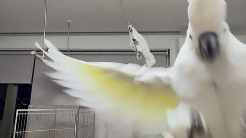 カメラに向かって飛んでくる