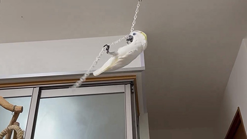 チェーンとルリメのおんなのこ