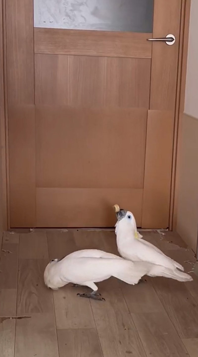 キャップで遊ぶルリメ