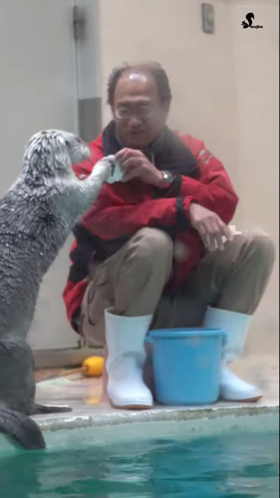 飼育員さんからおもちゃをもらうラッコ