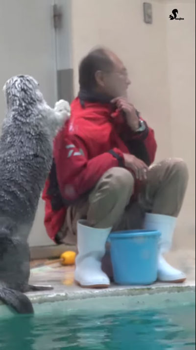 ラッコが飼育員さんの肩をトントン