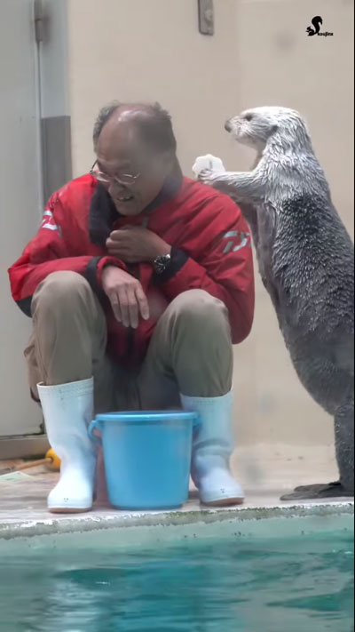 ラッコが飼育員さんの肩をトントン