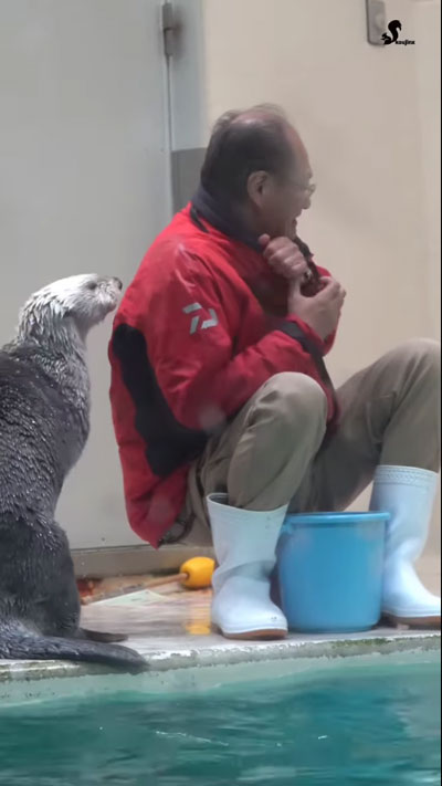 ラッコが飼育員さんの肩をトントン