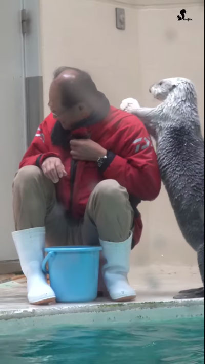 ラッコが飼育員さんの肩をトントン