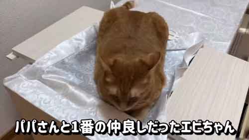前回保護猫