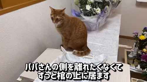 離れない猫